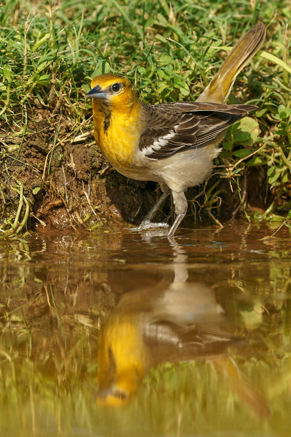 Hooded Oriole, Icterus cucullatus