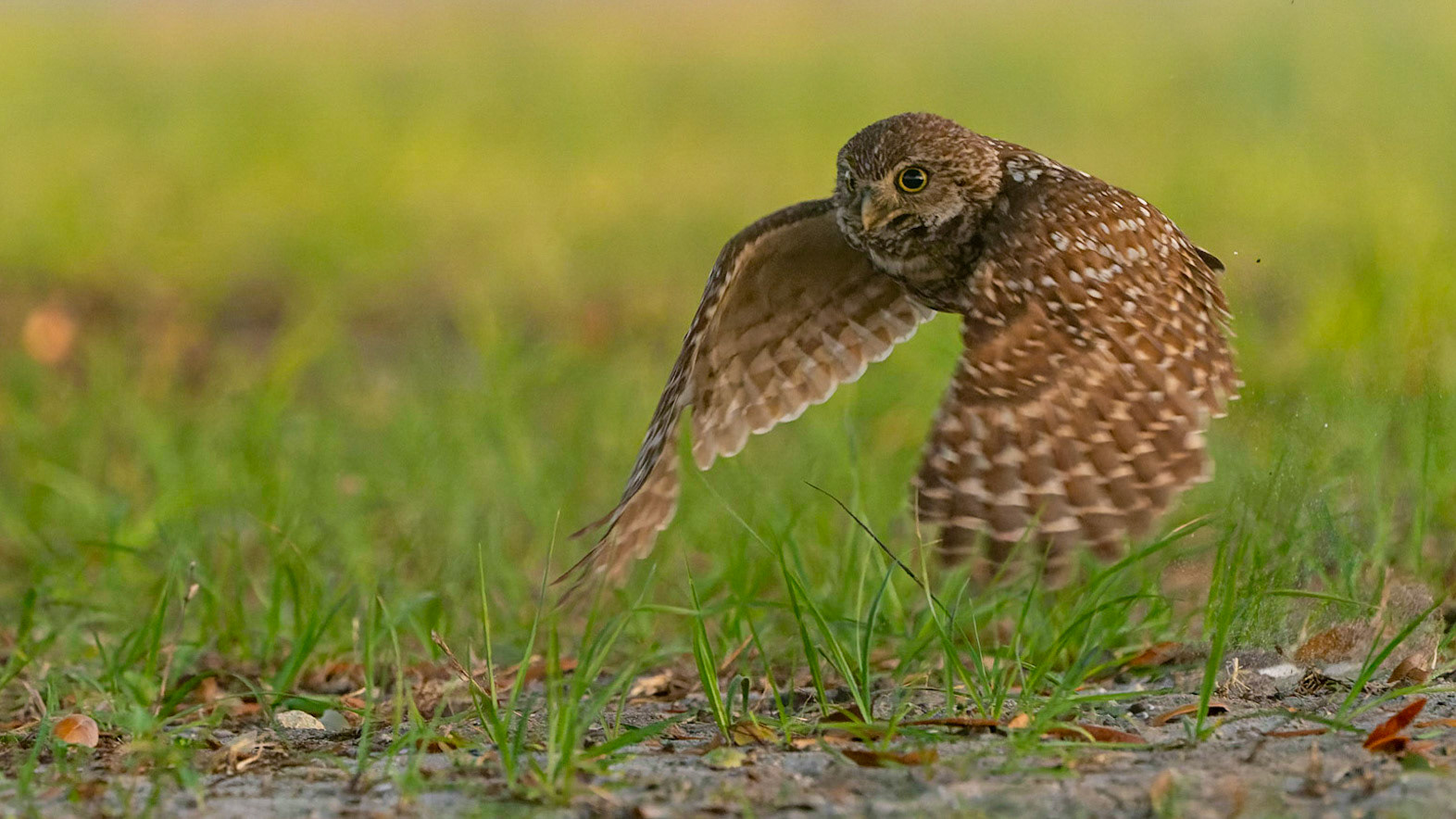 Burrowing Owl, Athene cunicularia
