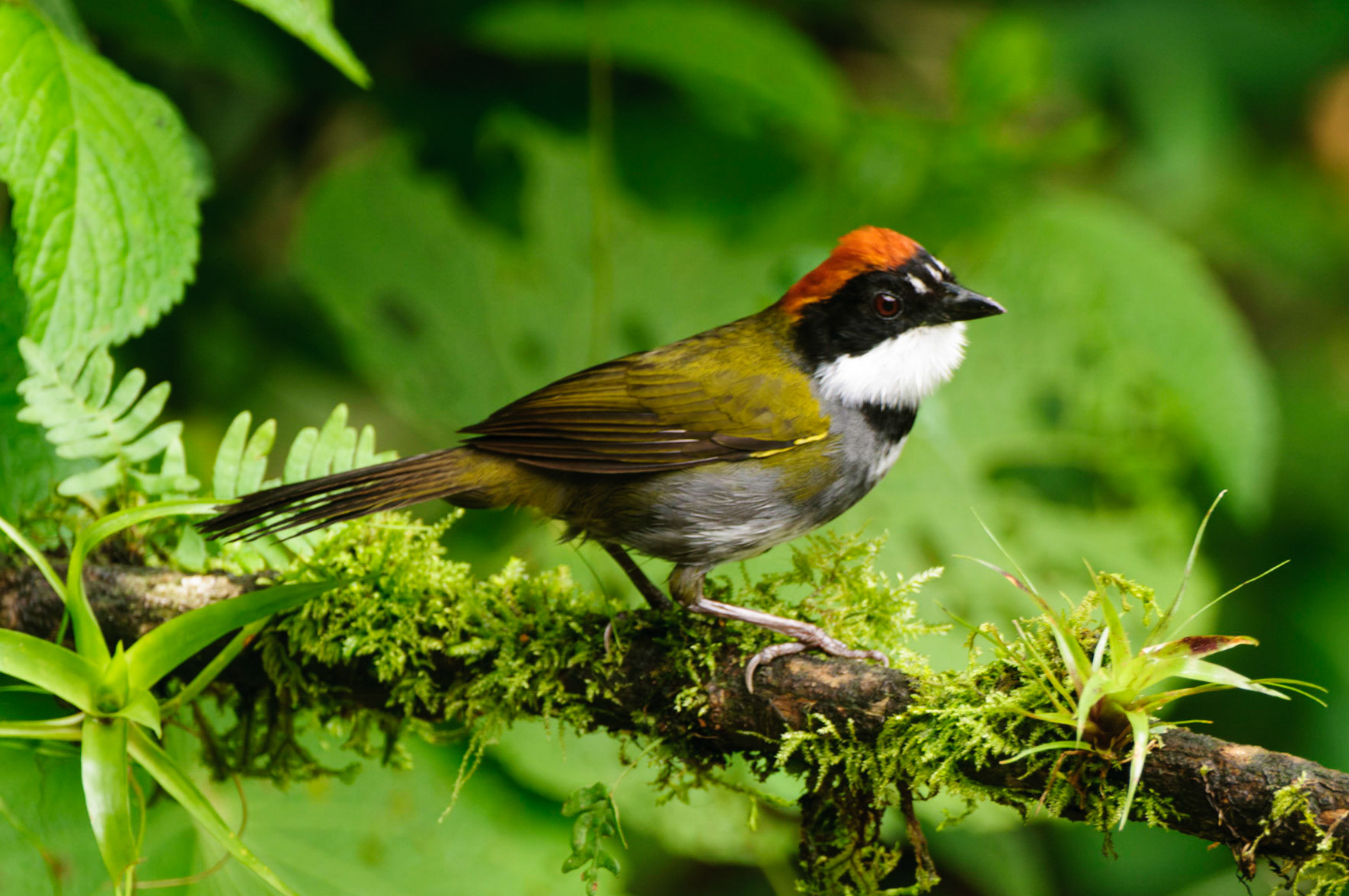 Chestnut-capped Brush-Finch, Arremon brunneinucha