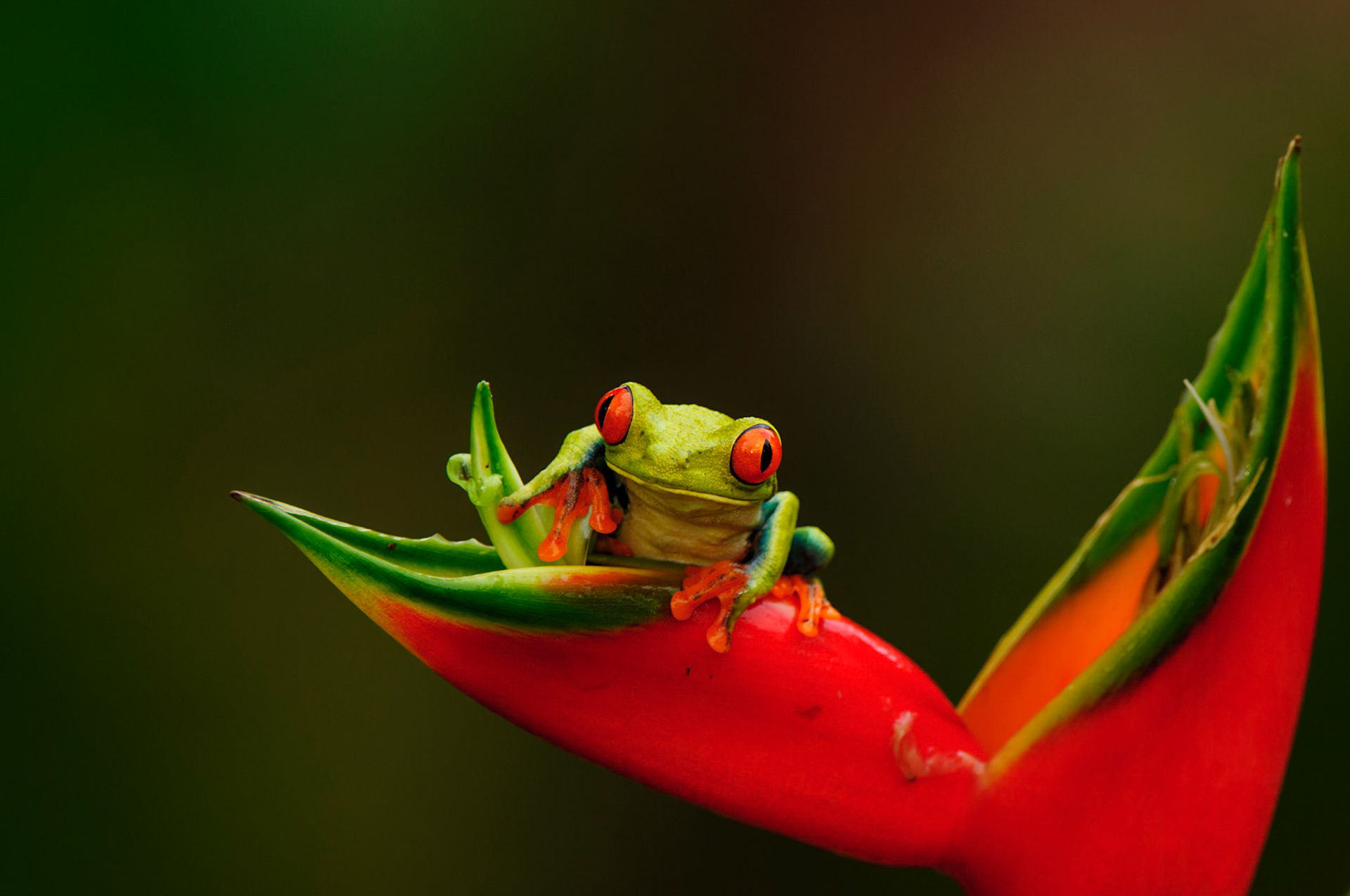 Red-eyed Treefrog, Agalychnis callidryas. Heliconia orthotricha cv. Imperial