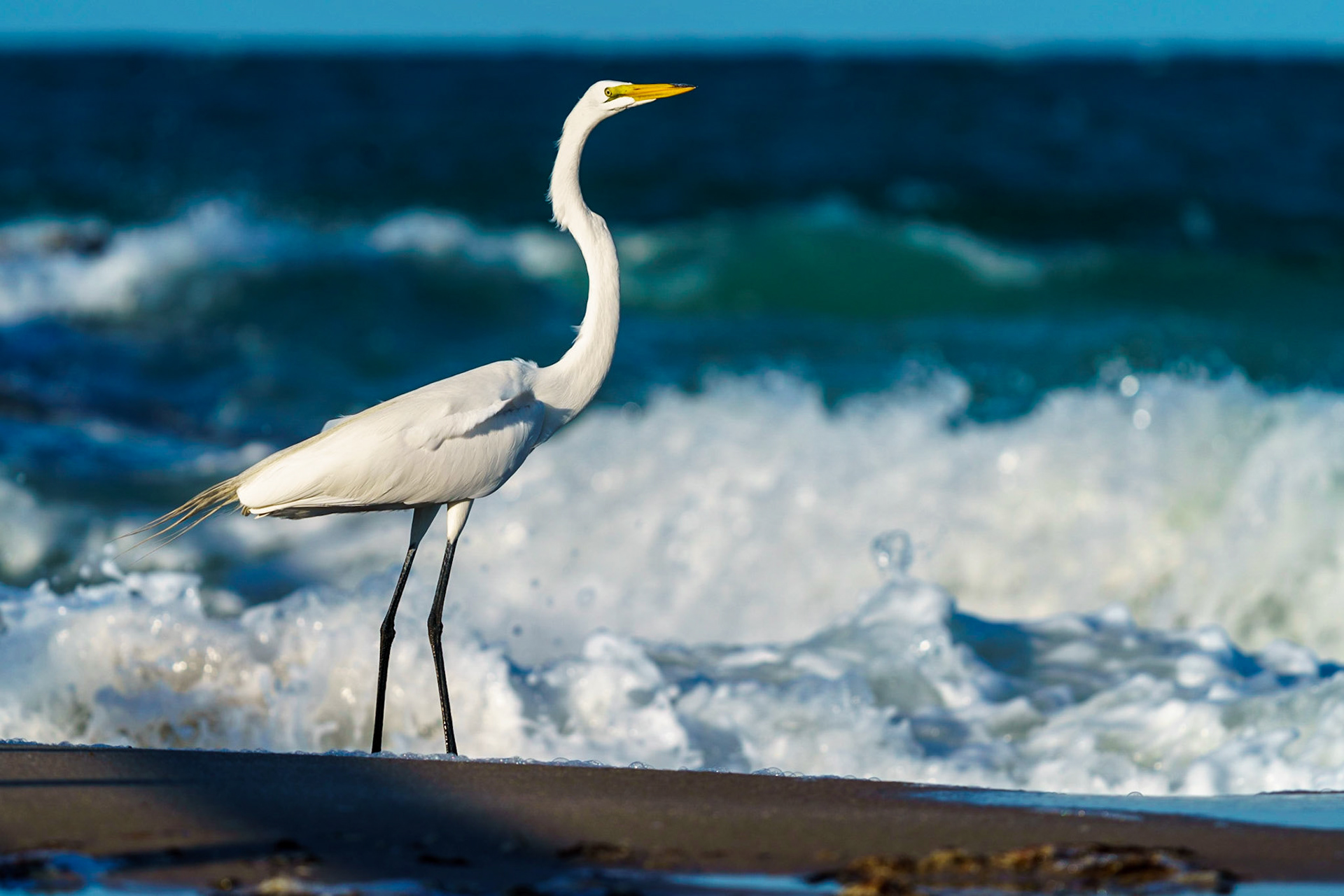 Great Egret, Ardea alba