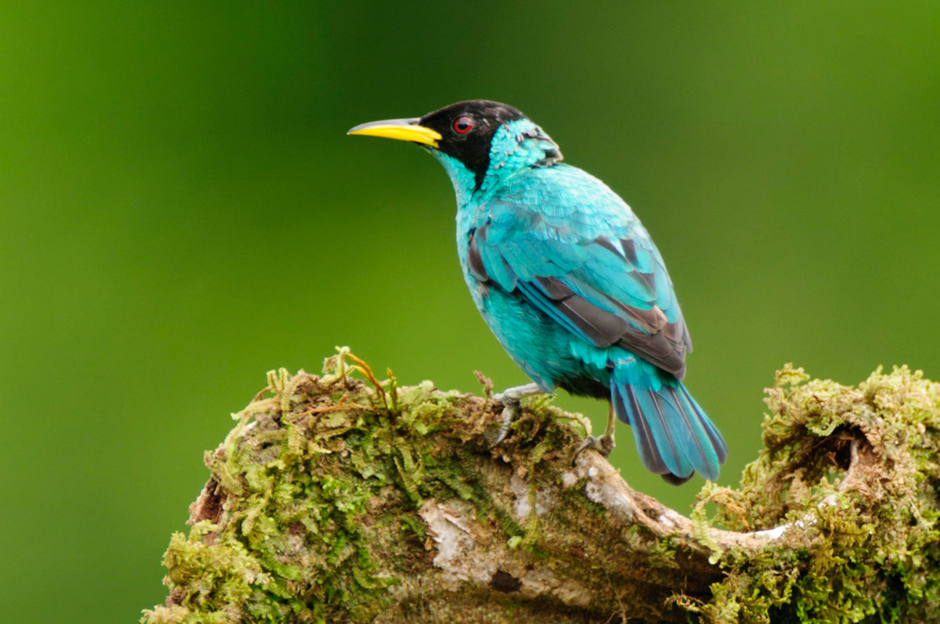 Green Honeycreeper, Chlorophanes spiza
