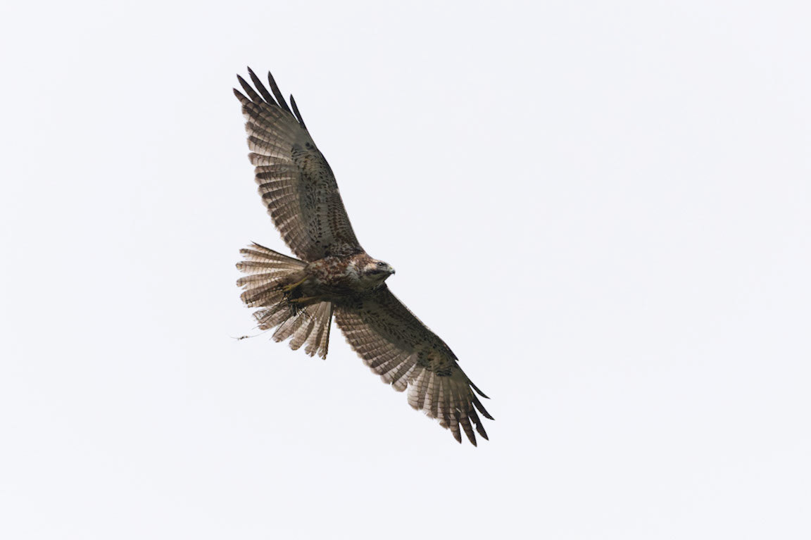 Variable Hawk, Geranoaetus polyosoma