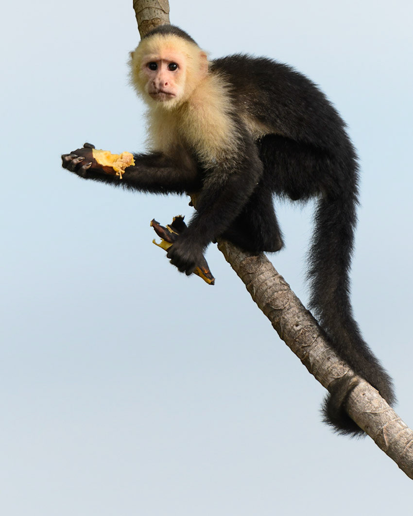 MMM Banana - Panamanian white-faced capuchin, Cebus imitator