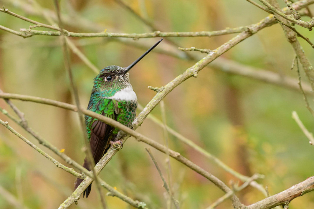 Mountain Velvetbreast, Lafresnaya lafresnayi