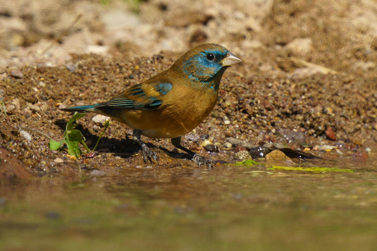 Lazuli Bunting, Passerina amoena