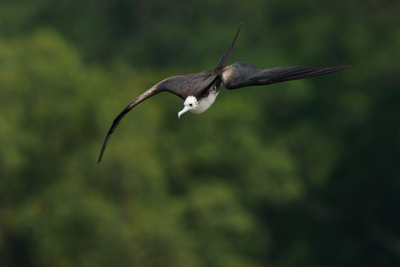 Magnificent Frigatebird, Fregata magnificens