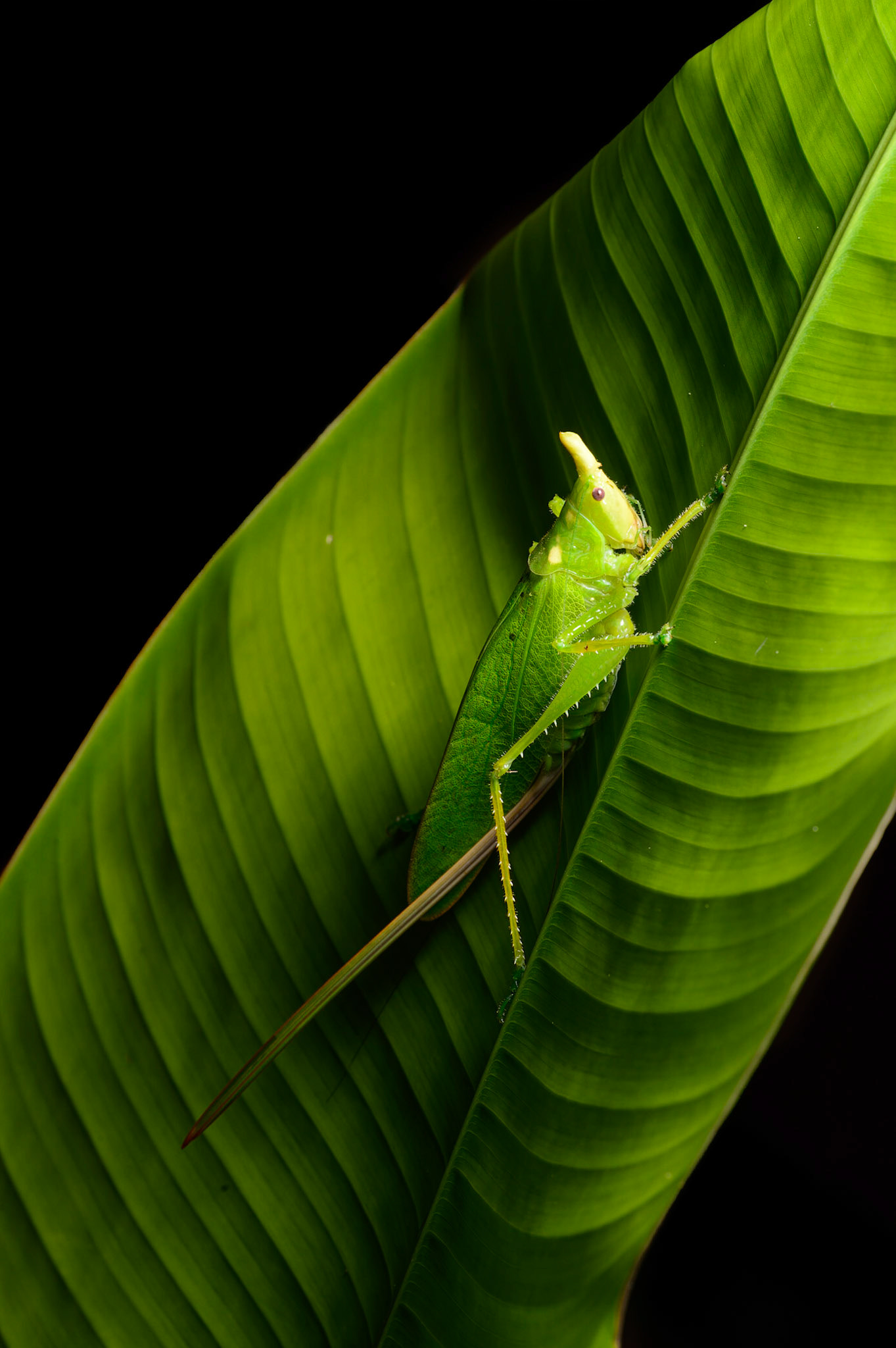 Rhinoceros Katydid, Copiphora rhinoceros