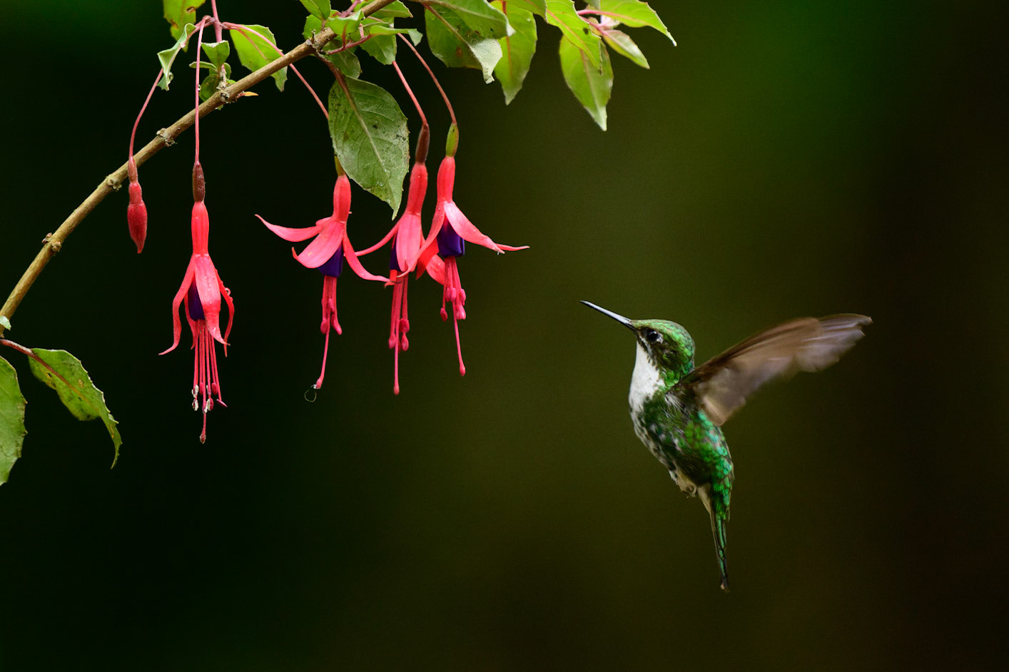 Andean EmeraldUranomitra franciae