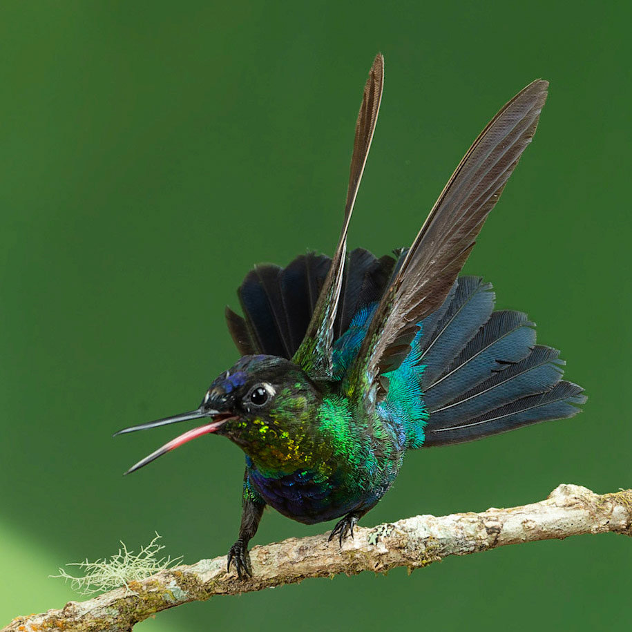 Fiery-throated Hummingbird, Panterpe insignis. also Irazu Hummingbird