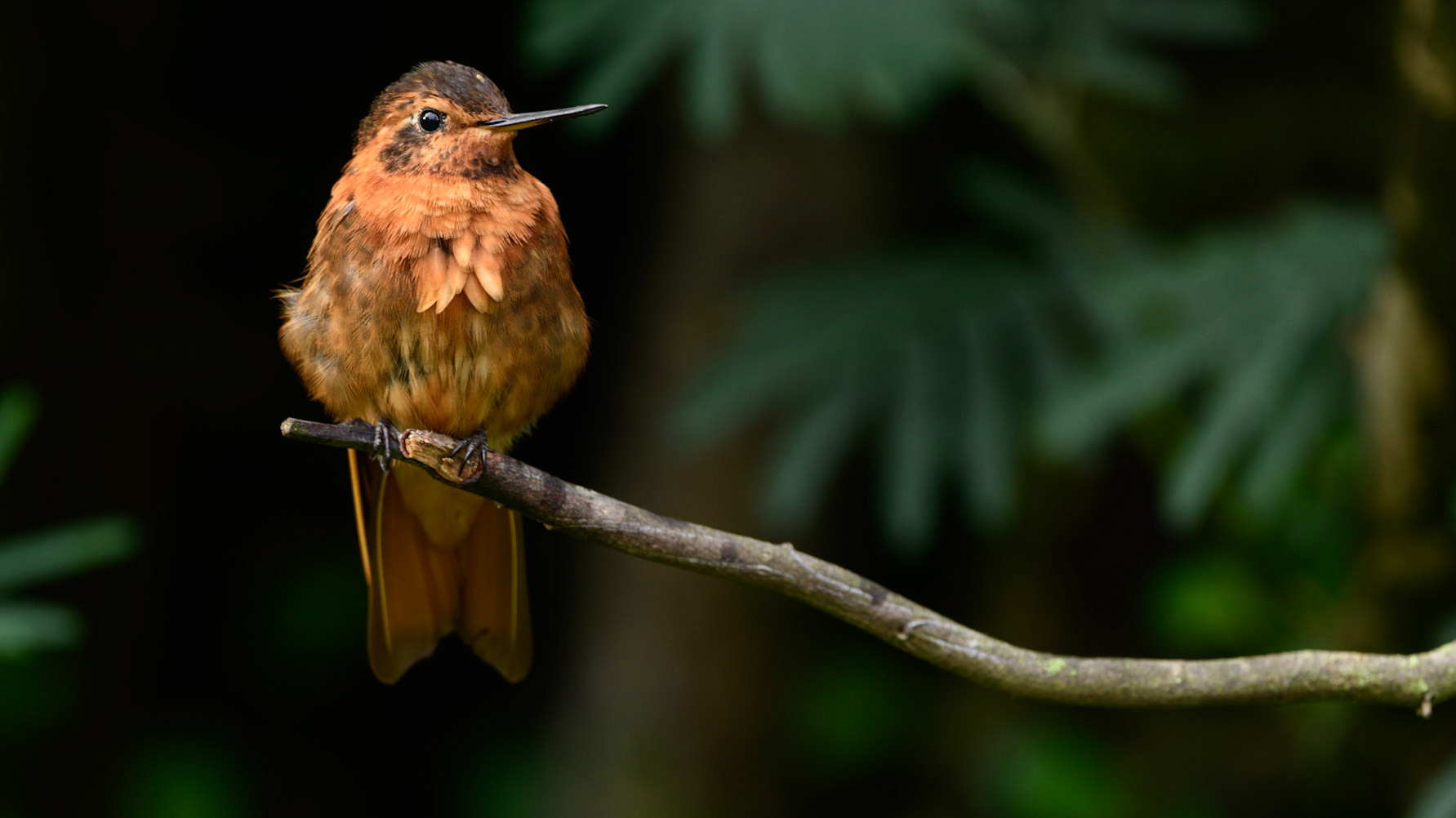 Shining Sunbeam, Aglaeactis cupripennis