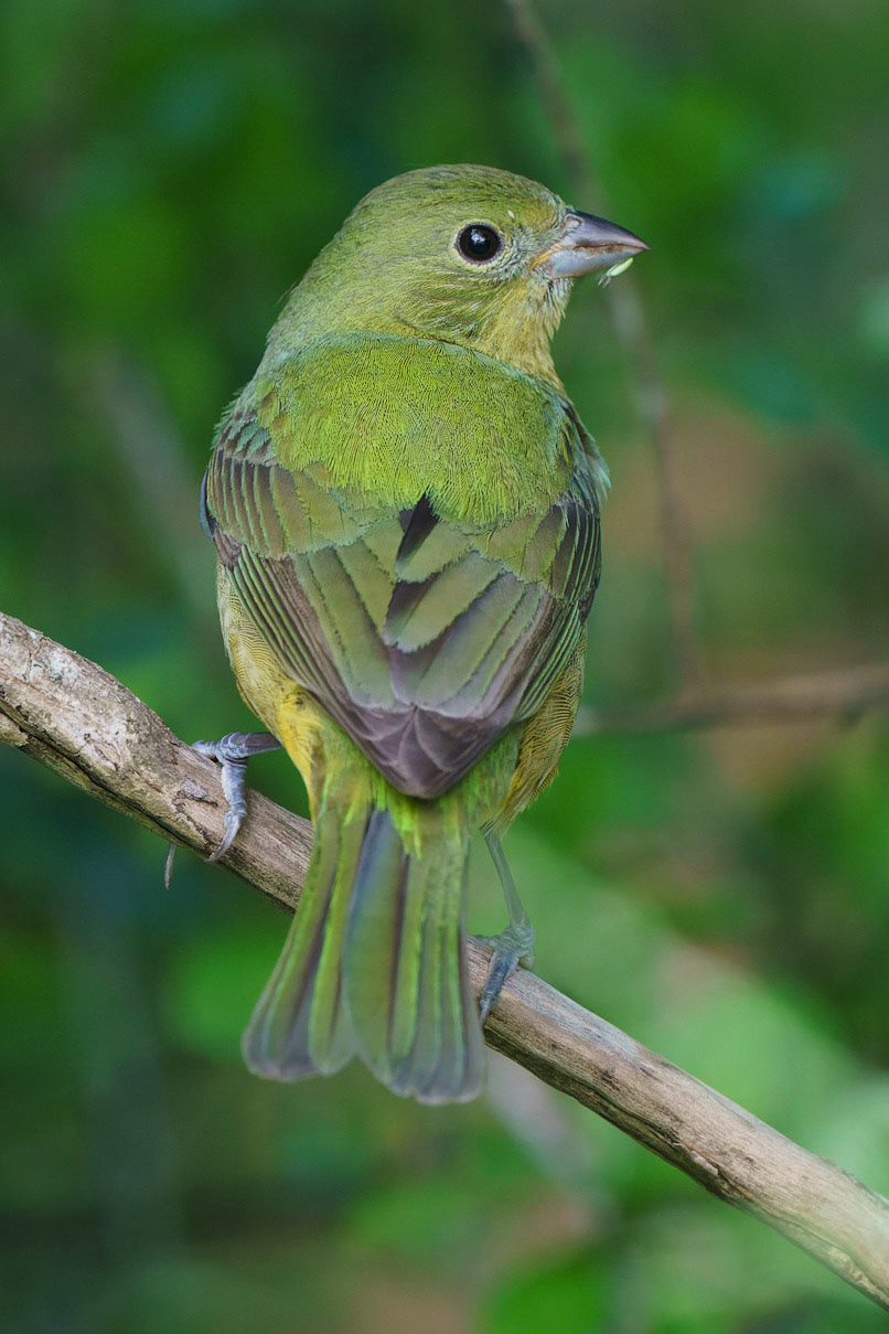 Painted Bunting, Passerina ciris