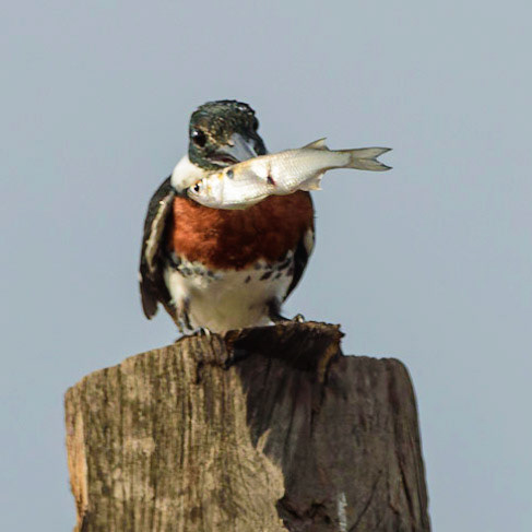 Green Kingfisher, Chloroceryle americana