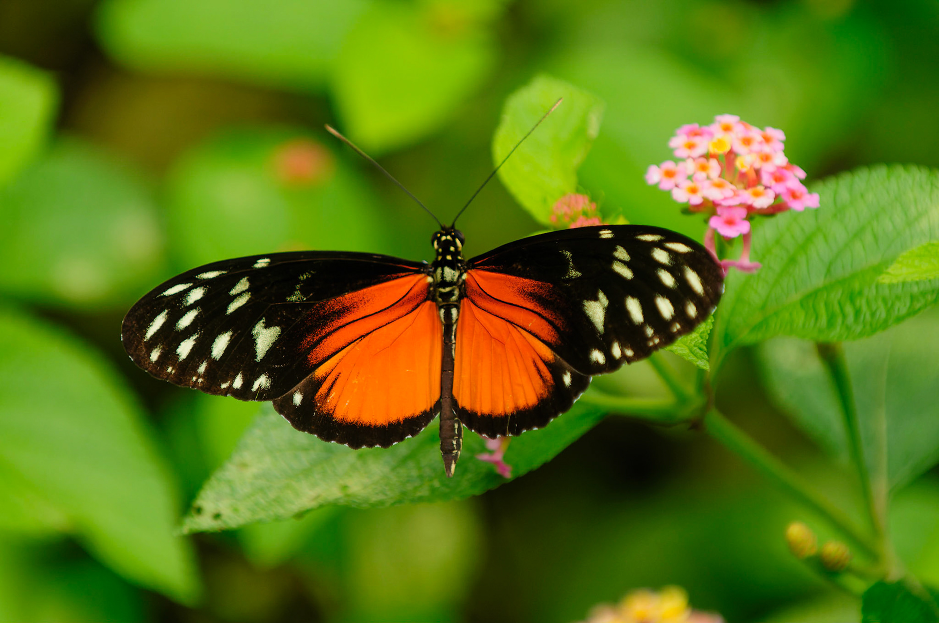 Crimson Patch, Chlosyne janais