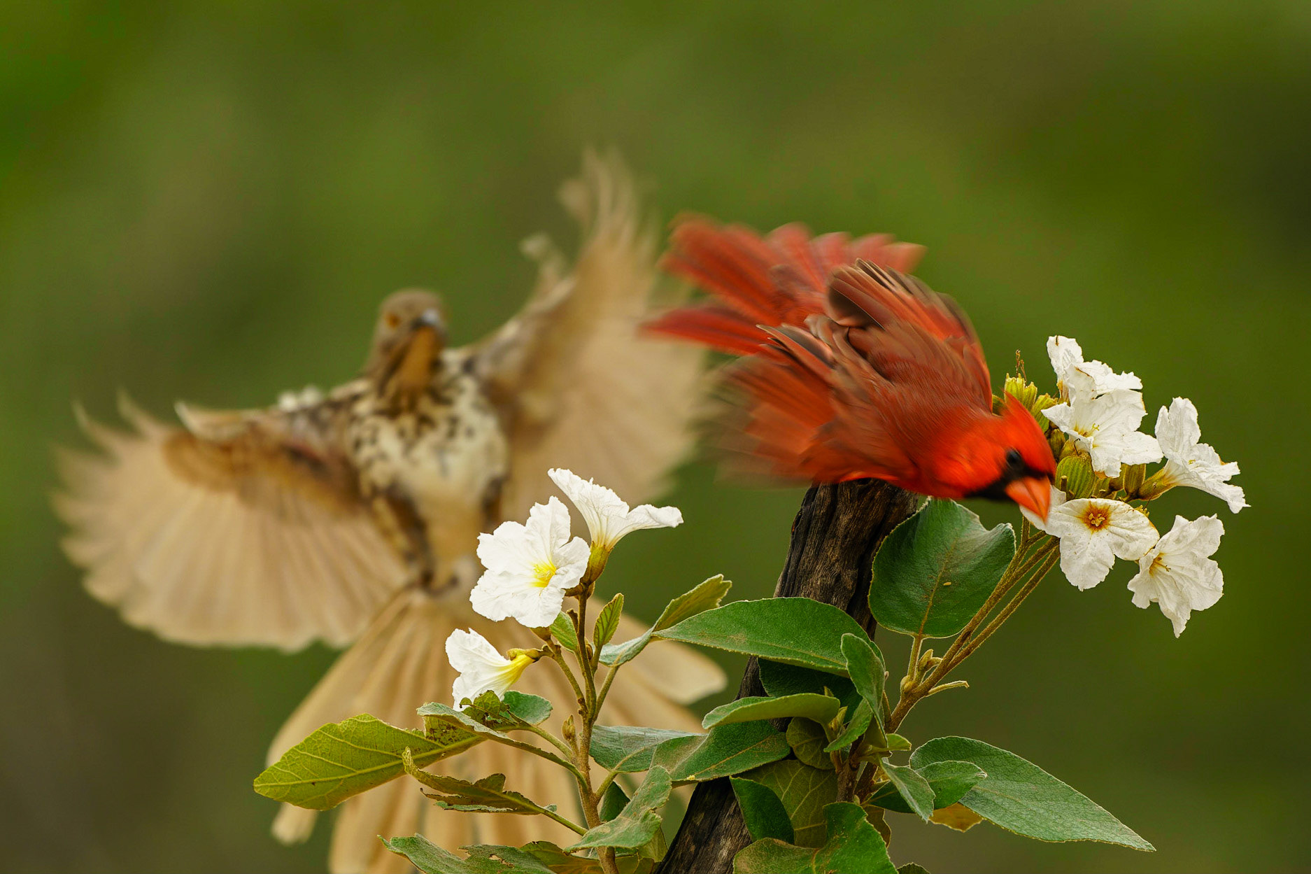 Northern Cardinal, Cardinalis cardinalis