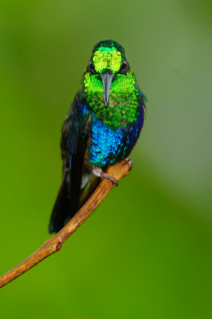 Green-crowned Woodnymph, Thalurania fannyi