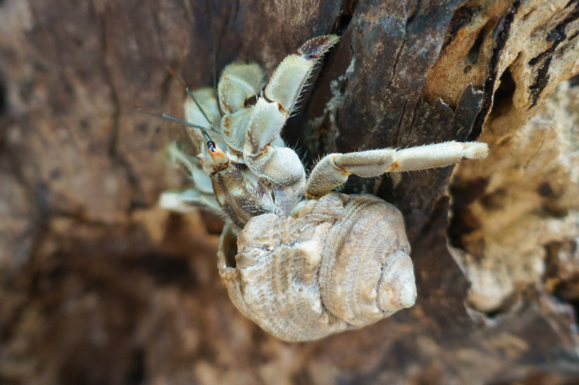 Pacific Hermit Crab, Coenobita compressus. AKA Ecuadorian Hermit Crab