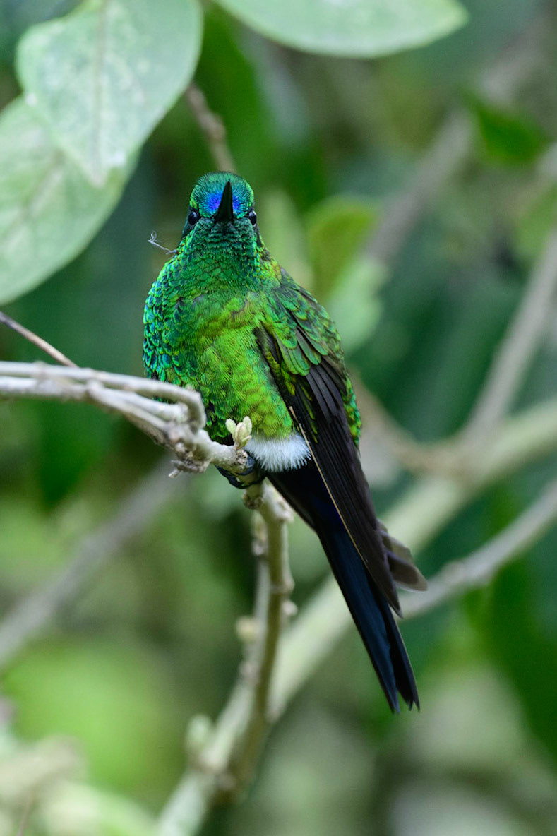 Sapphire-vented Puffleg, Eriocnemis luciani