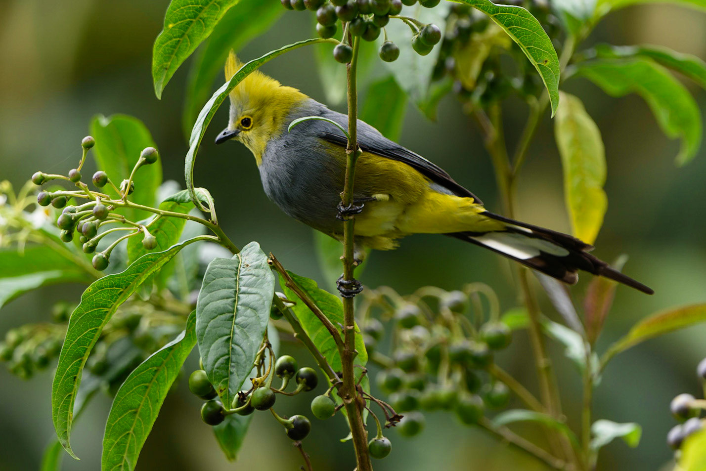 Long-tailed Silky-flycatcher, Ptilogonys caudatus