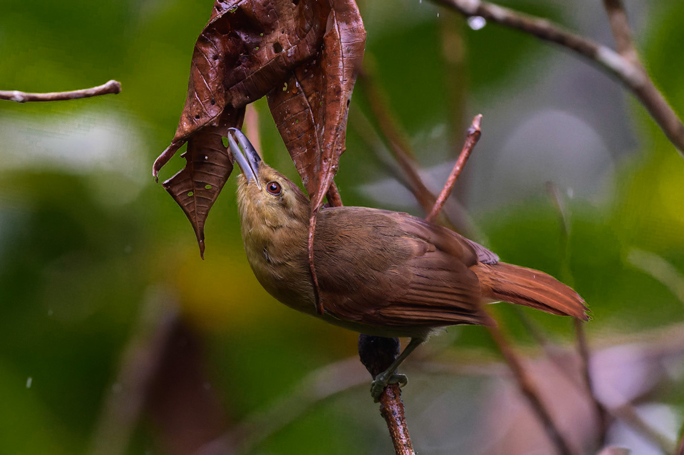 Plain-brown Woodcreeper, Dendrocincla fuliginosa