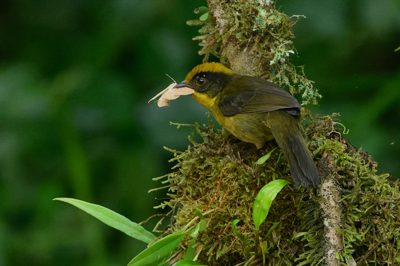 Chocó Brush-finch, Atlapetes crassus