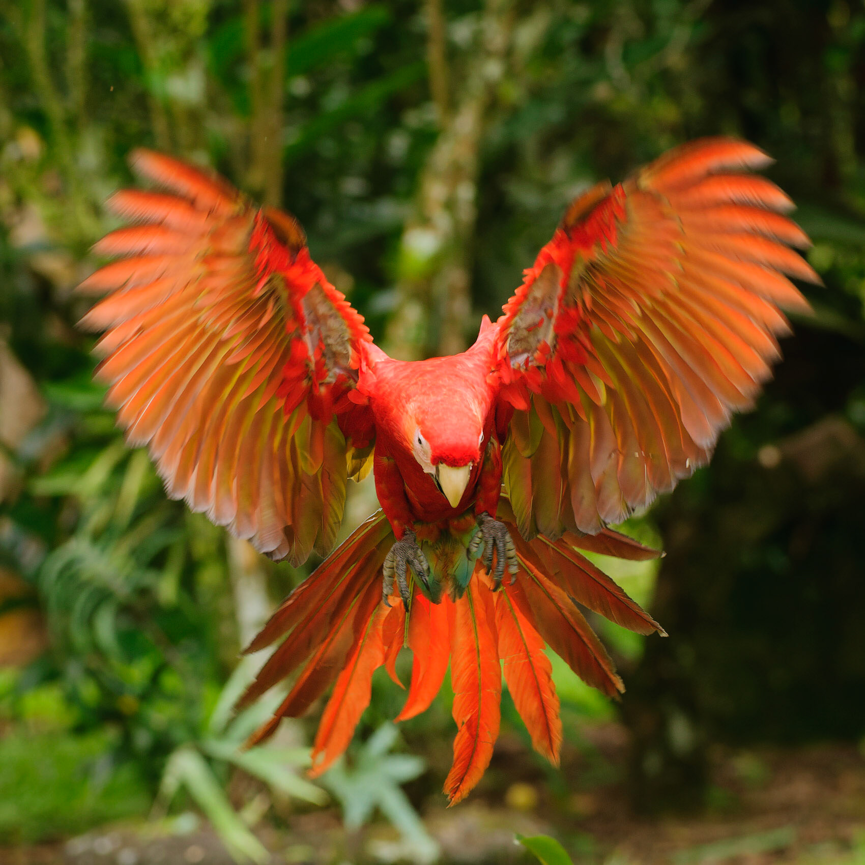 Scarlet Macaw, Ara macao