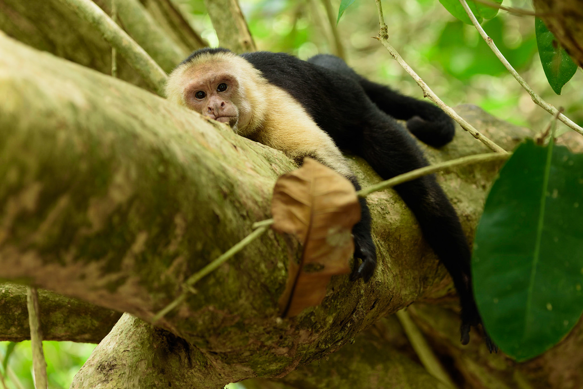 Panamanian white-faced capuchin, Cebus imitator