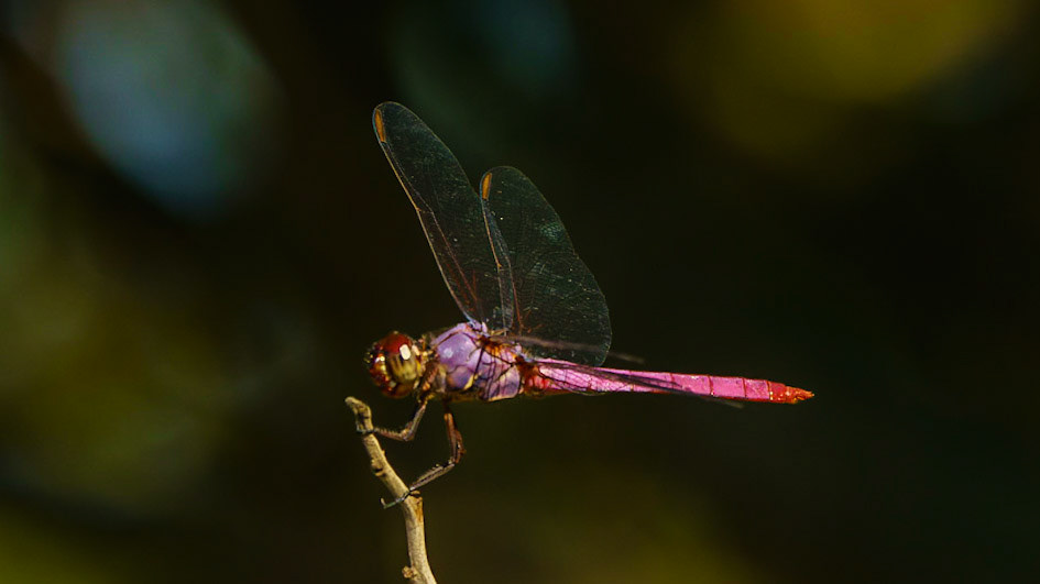 Roseate Skimmer, Orthemis ferruginea