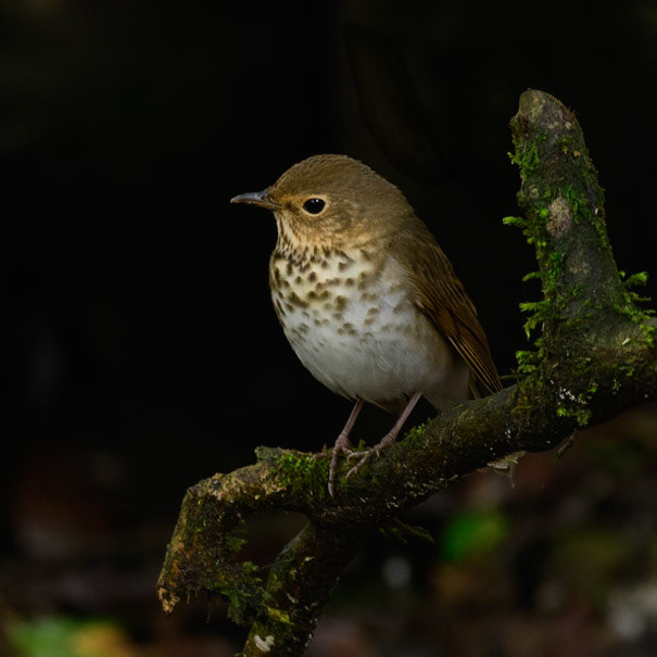 Swainson's Thrush, Catharus ustulatus