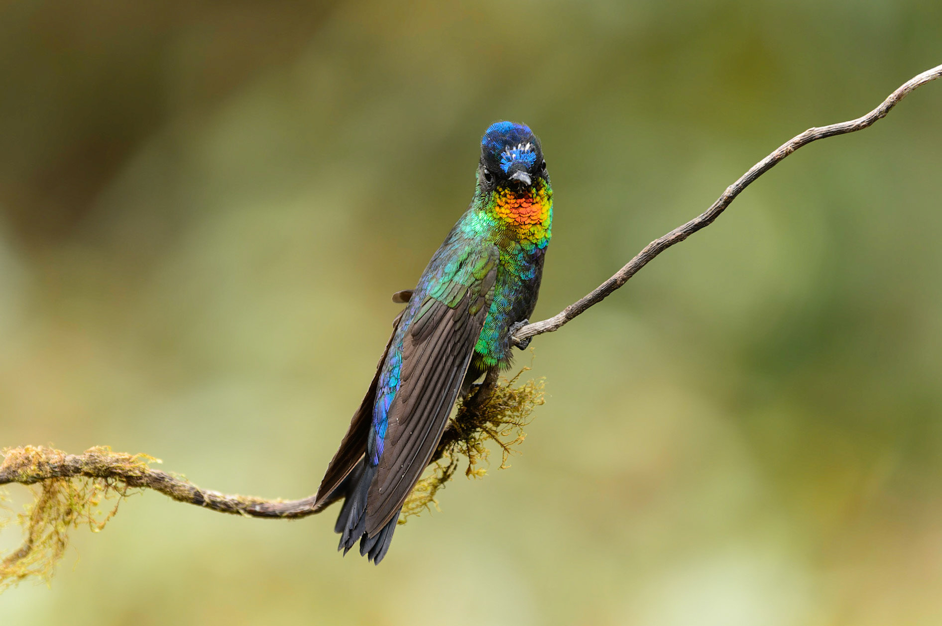 Fiery-throated Hummingbird, Panterpe insignis. also Irazu Hummingbird