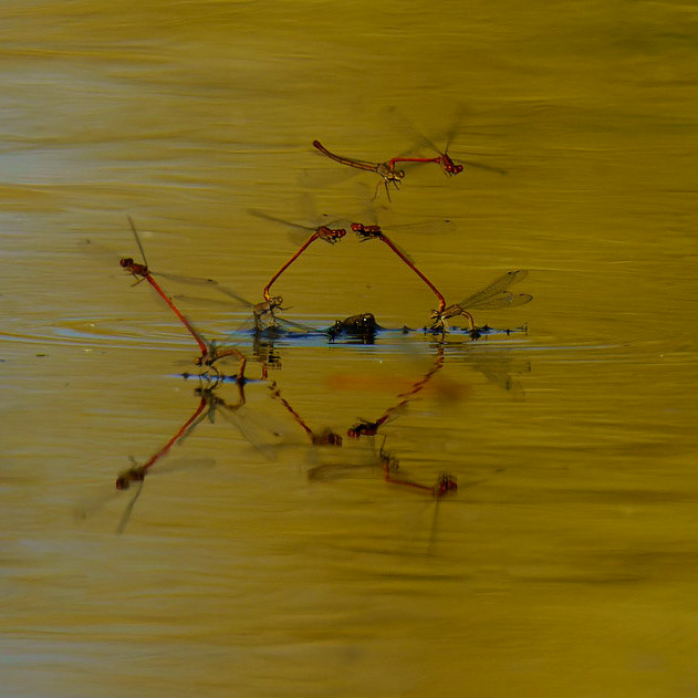Desert Firetail (Damselfly), Telebasis salva