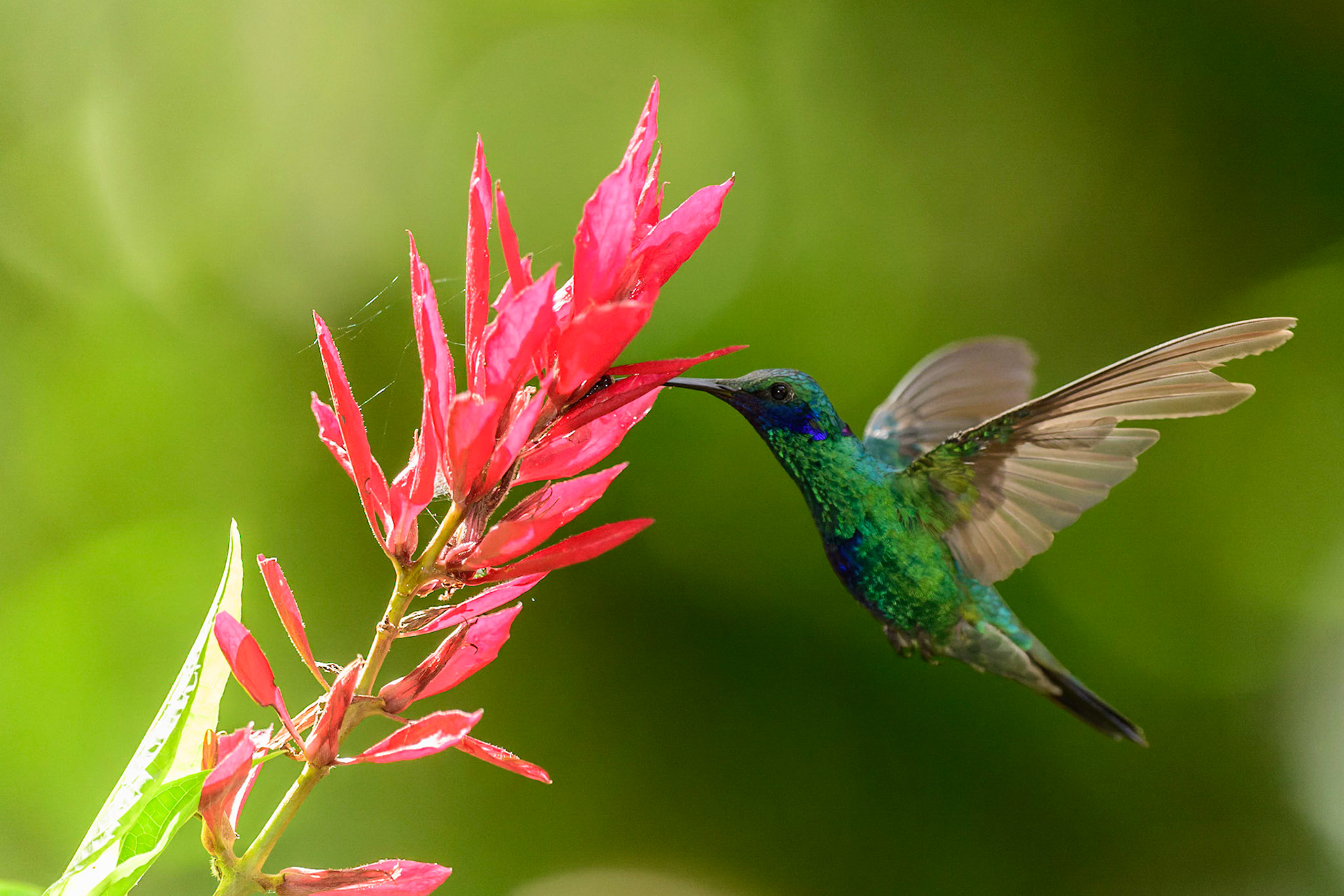 Green Violet-ear, Colibri thalassinus