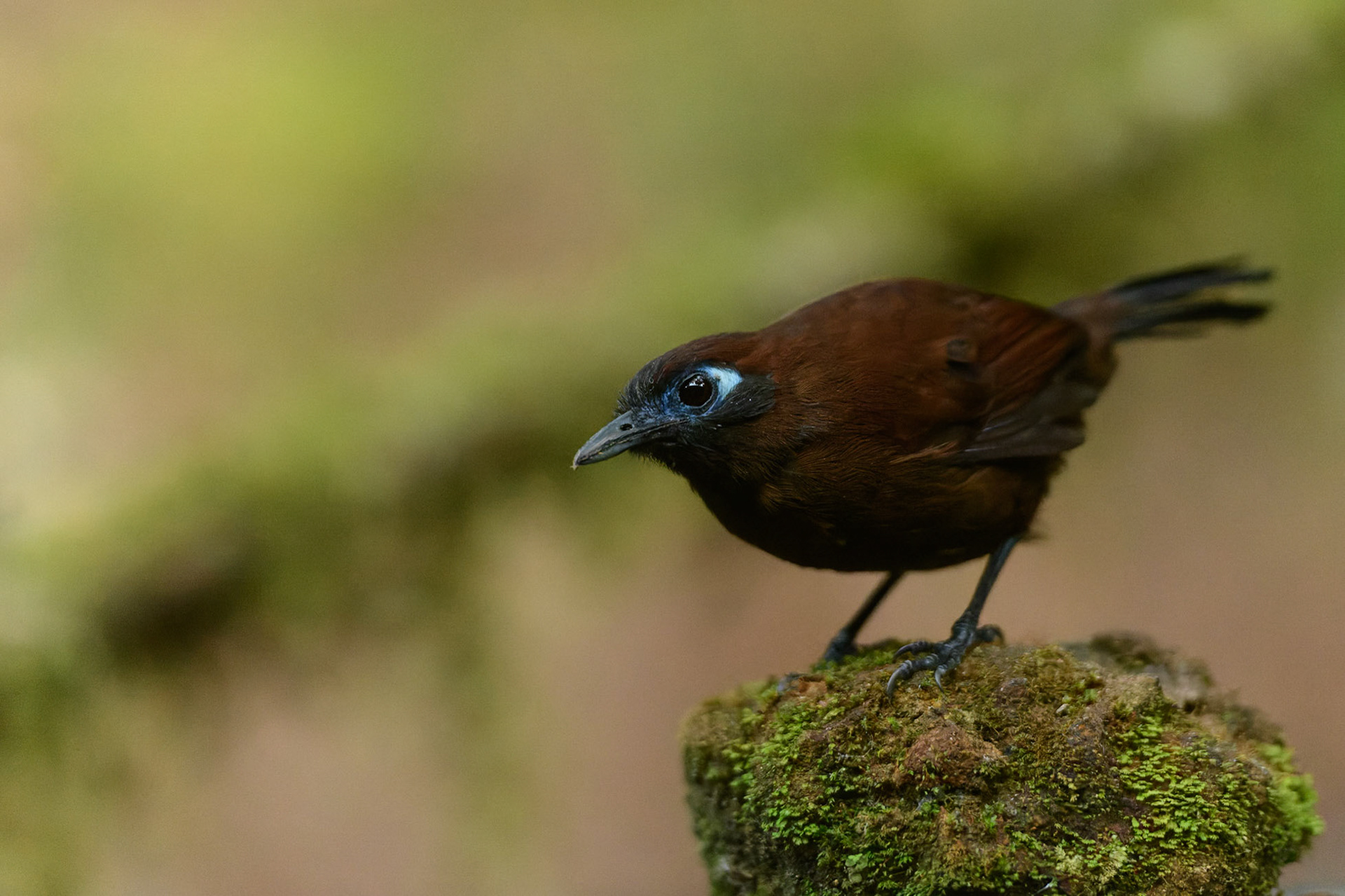 Zeledon's Antbird Hafferia zeledoni