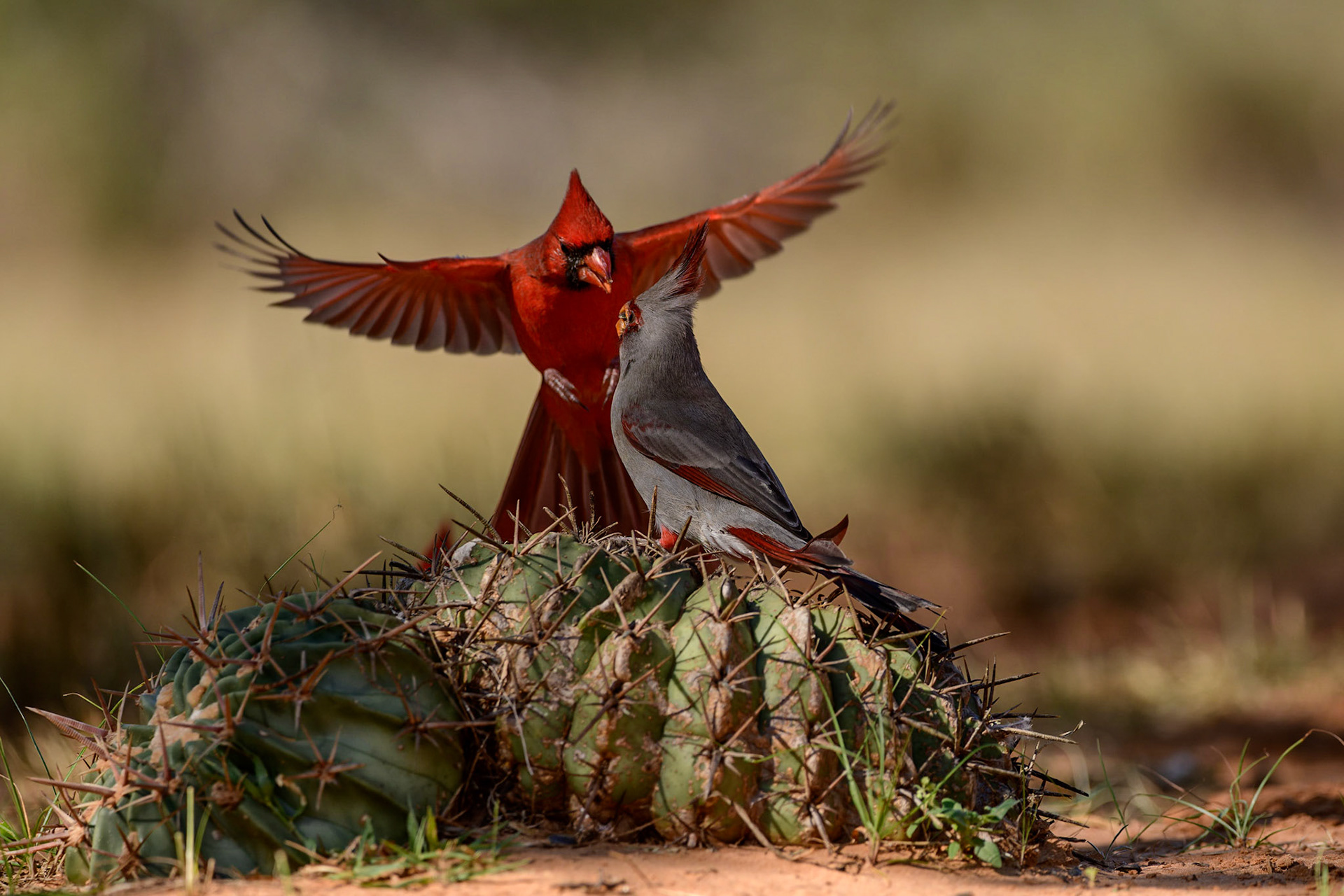Northern Cardinal attacking a Pyrrhuloxia