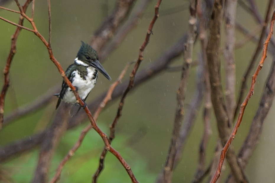 Amazon Kingfisher,  Chloroceryle amazona