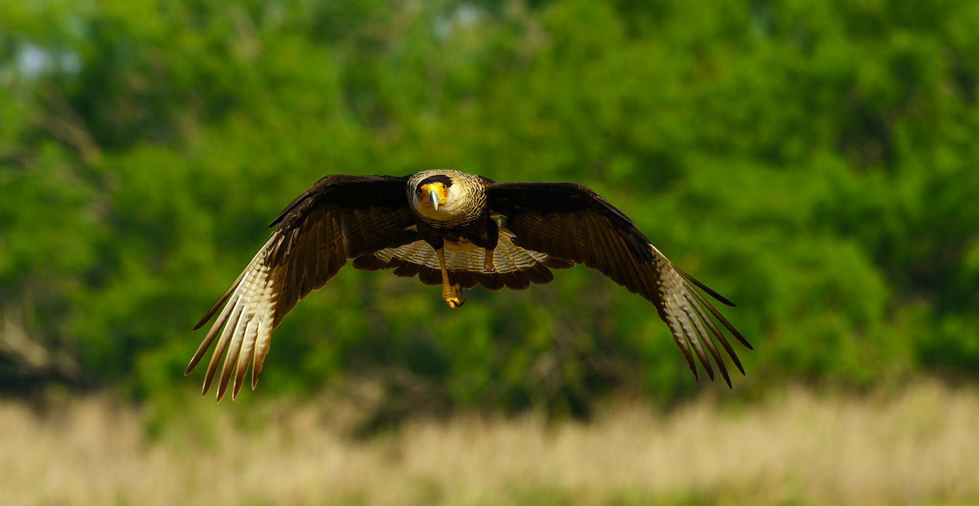 Crested Caracara, Caracara cheriway