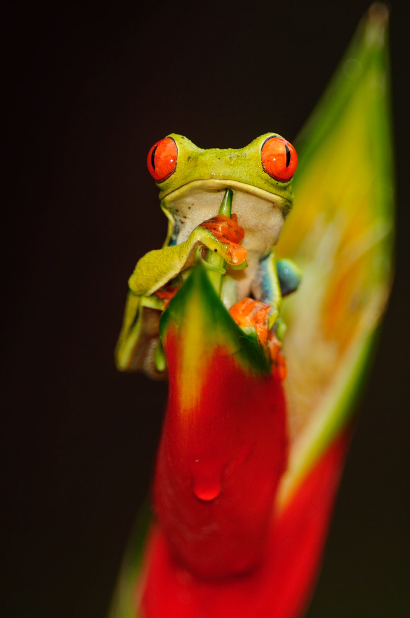 Red-eyed Treefrog, Agalychnis callidryas. Heliconia orthotricha cv. Imperial