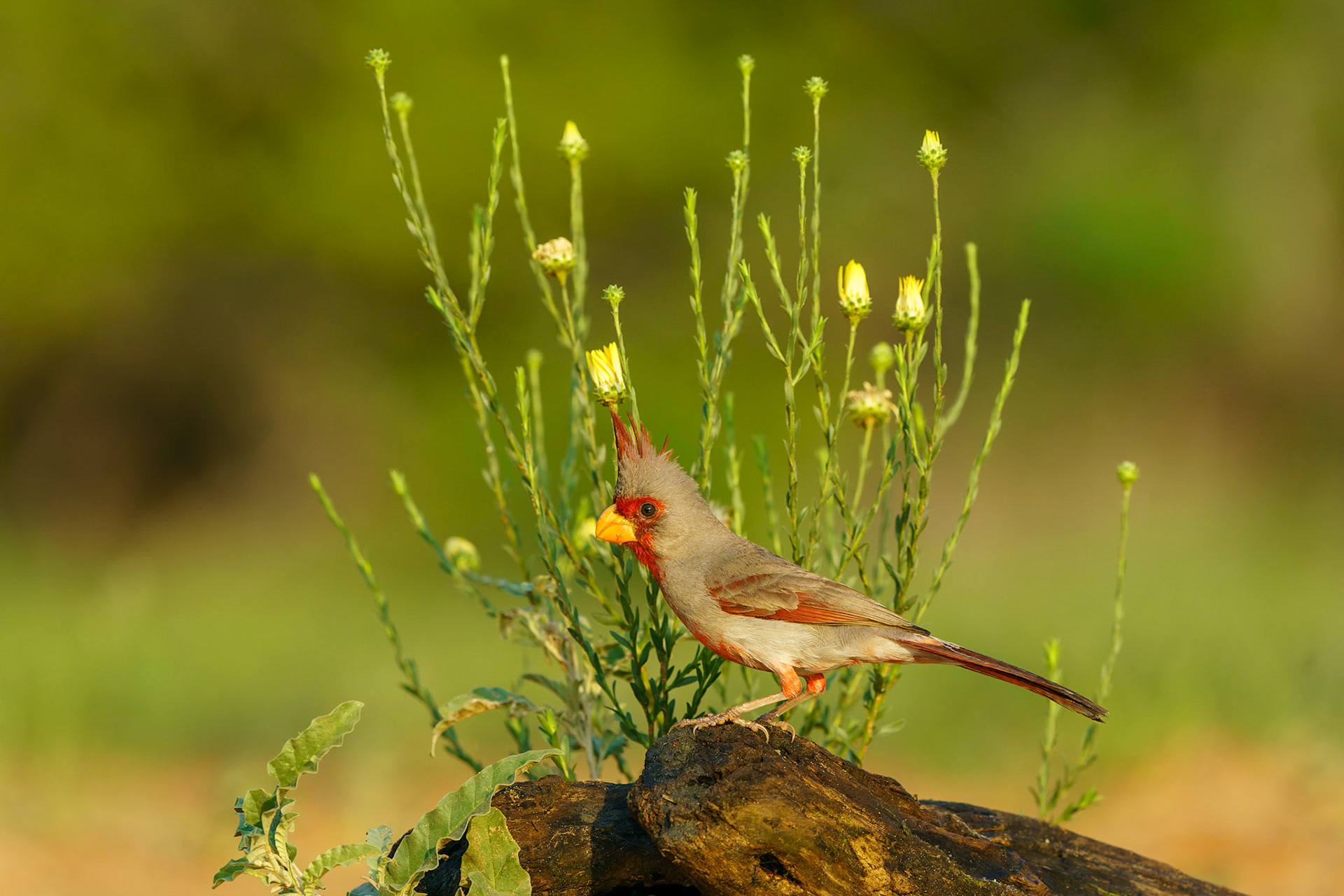 Pyrrhuloxia, Cardinalis sinuatus