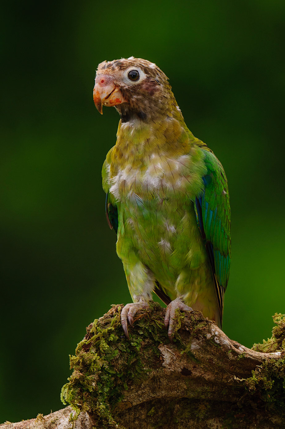 Brown-hooded Parrot, Pyrilia haematotis