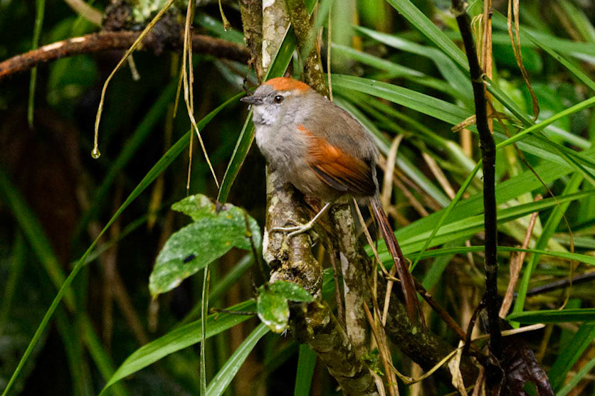 Azara's Spinetail, Synallaxis azarae