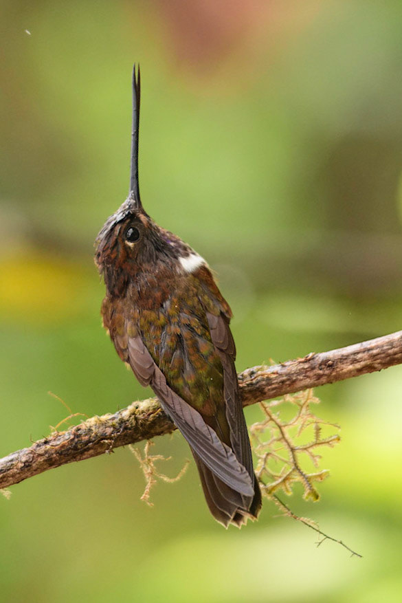 Brown Inca, Coeligena wilsoni