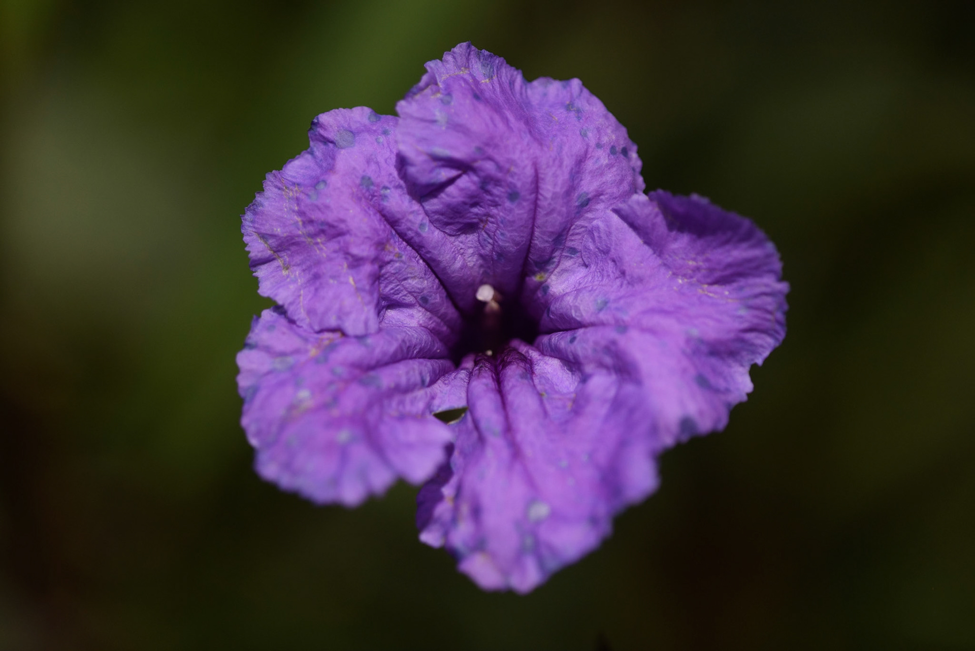 Mexican Ruellia, Ruelia simplex