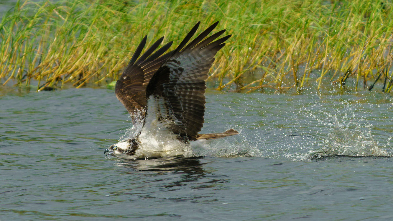 Osprey, Pandion haliaetus