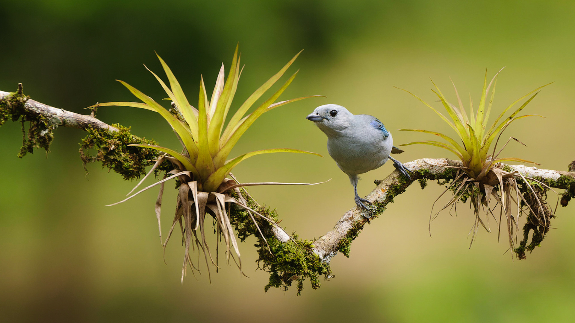 Blue-grey Tanager, Thraupis episcopus