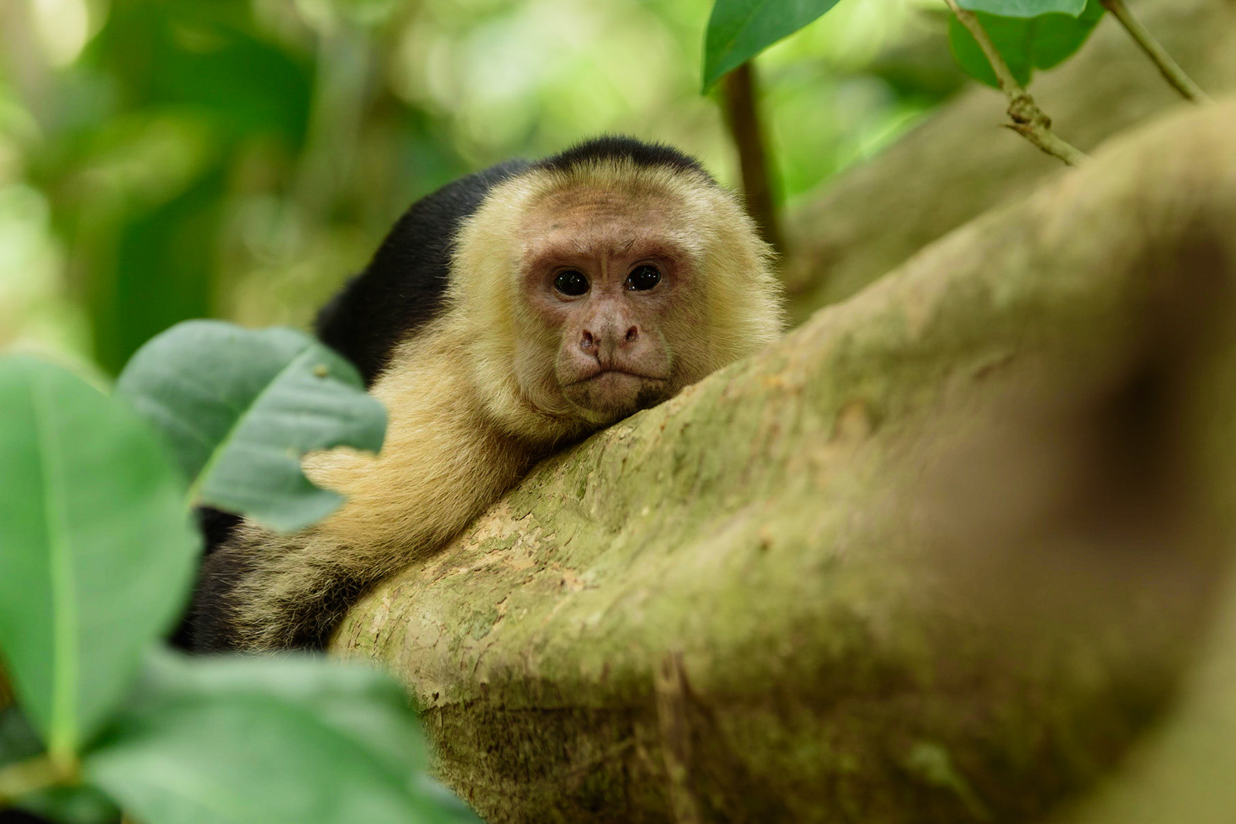 Panamanian white-faced capuchin, Cebus imitator