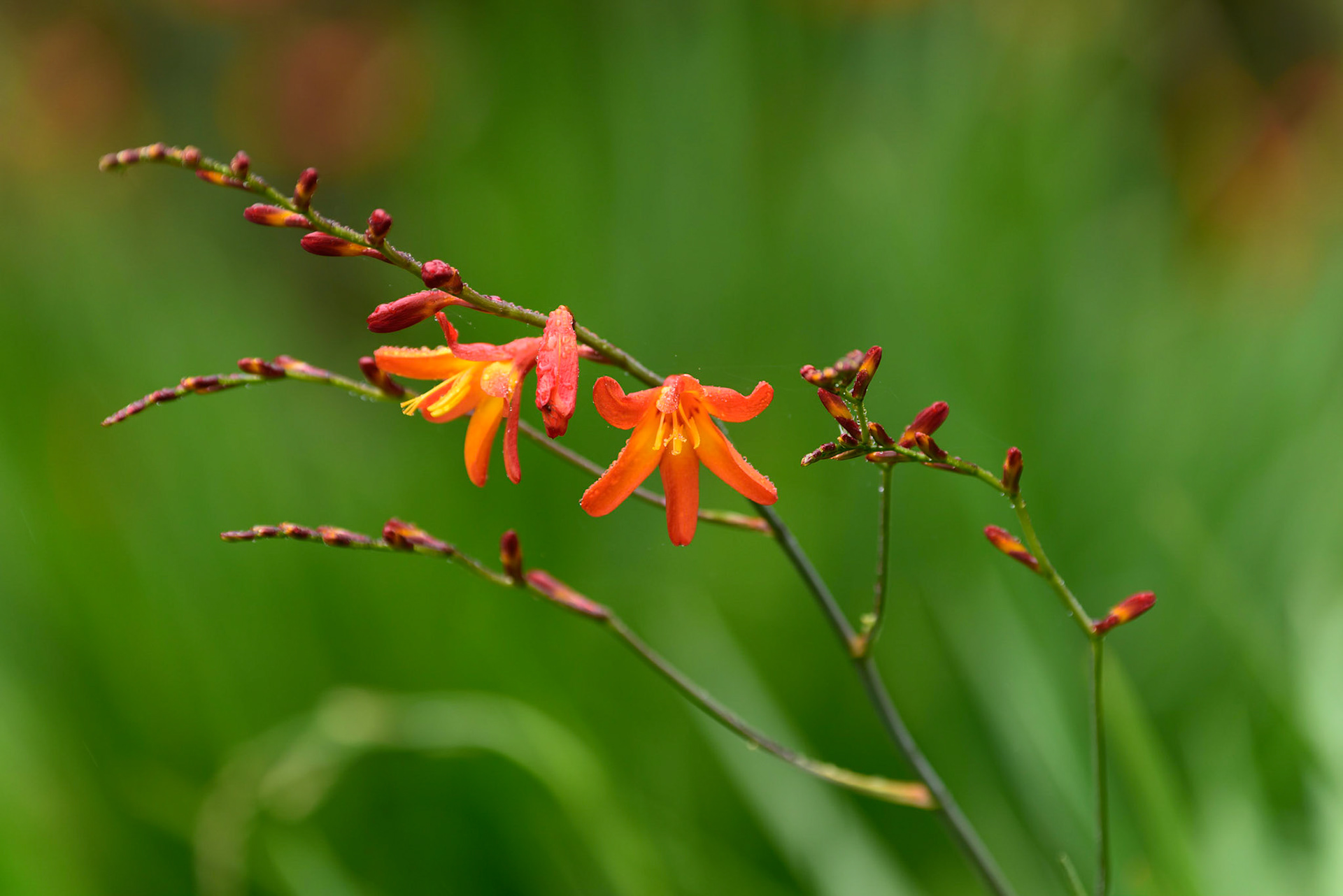 Crocosmia (Montbretia) flower