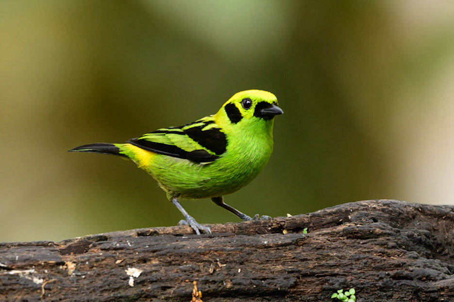 Emerald Tanager, Tangara florida