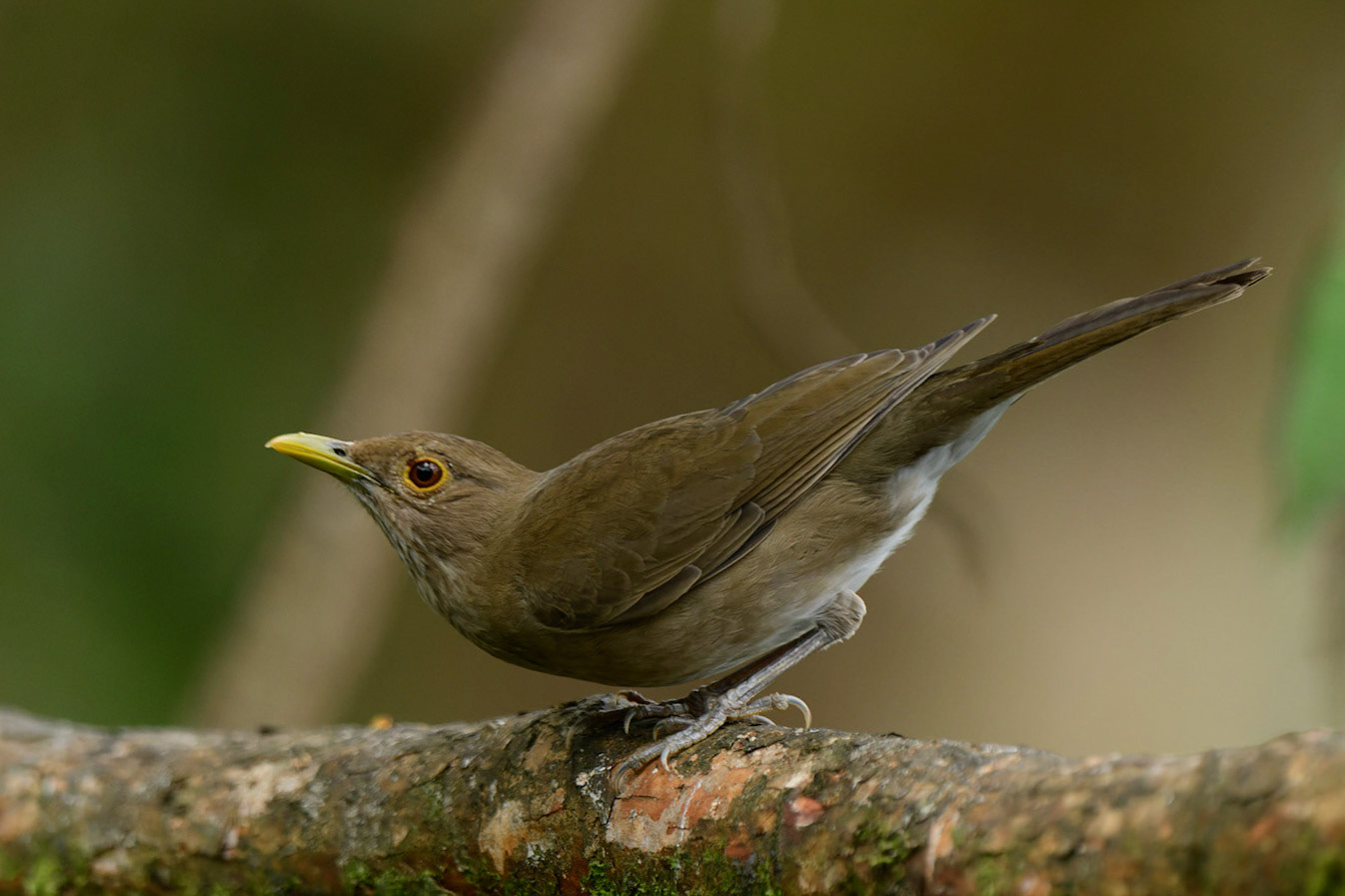 Ecuadorian Thrush Turdus maculirostris