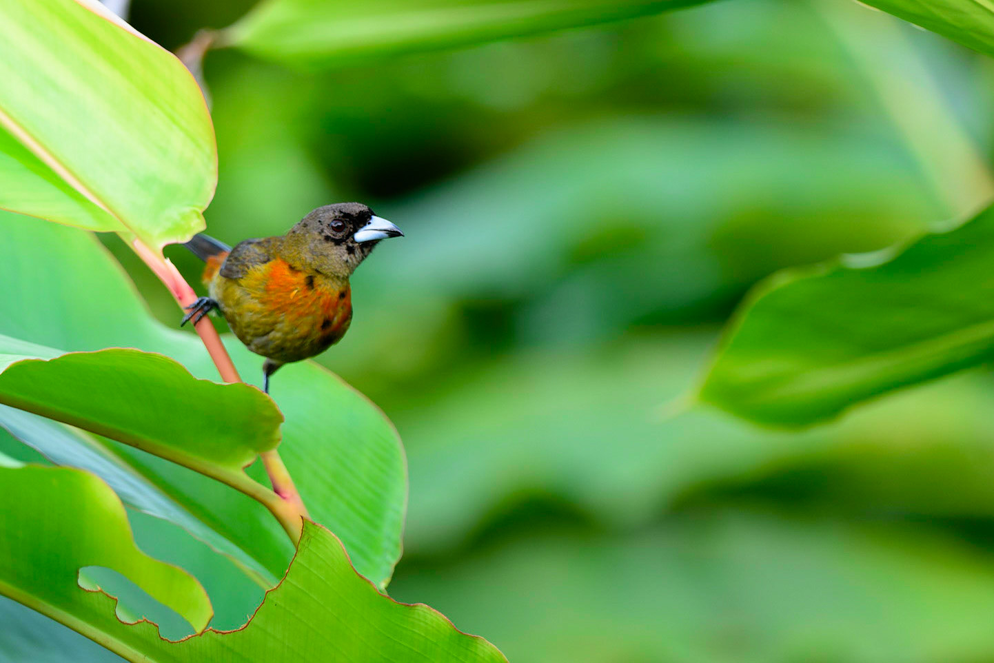Cherrie's Tanager, Ramphocelus costaricensis