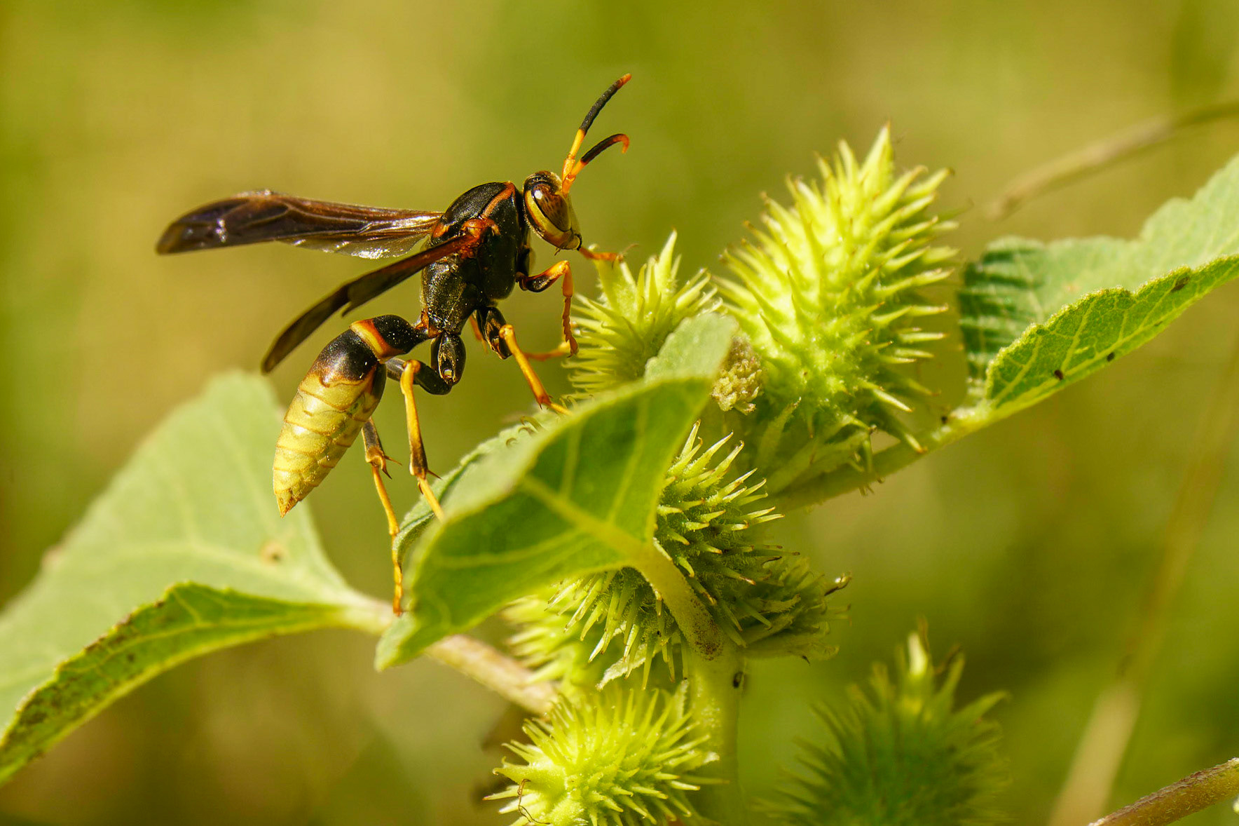 Comanche Paper-Wasp, Polistes comanchus and Rough cocklebur, Xanthium strumarium